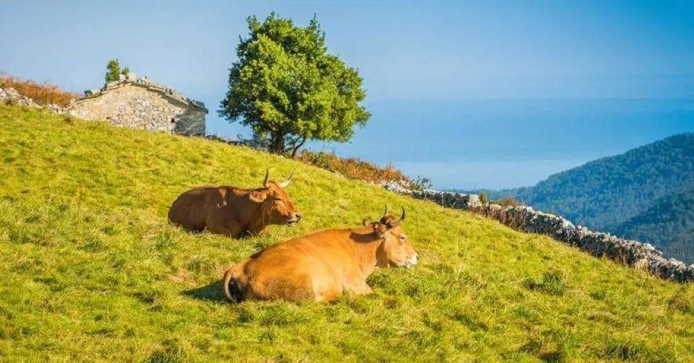 Vacas en el campo asturiano.