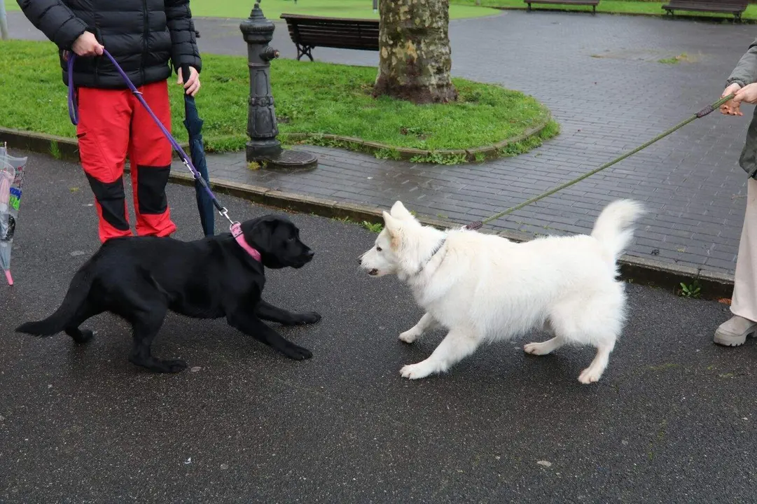 San-Antonio-Lugones (21)