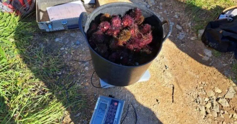 Captura de oricios vedada interceptada por Agentes del Servicio de Inspecci&oacute;n y Vigilancia Pesquera del Principado.