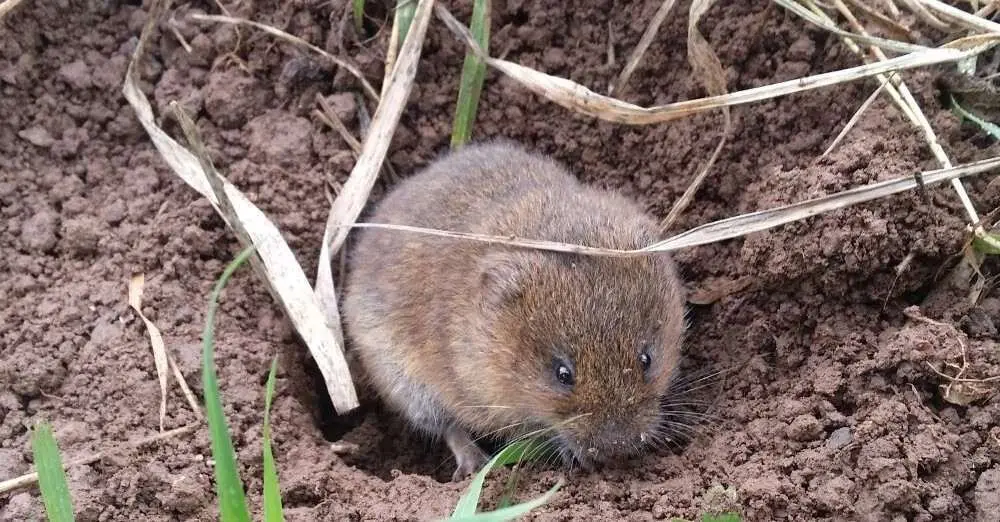 Rata topera. Foto de Aitor Somoano.