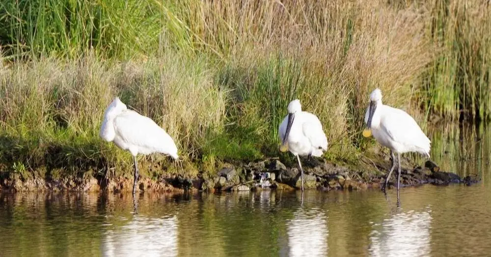 Humedal R&iacute;a de Villaviciosa.