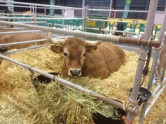 bueyes-casinos-alimerka