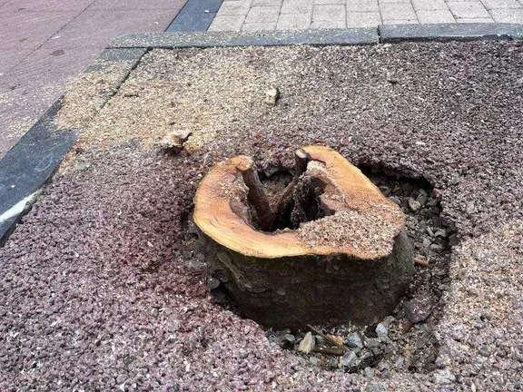 tala-plaganos-ribadesella