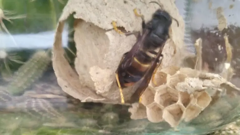 nidos-velutina-cangas-onis