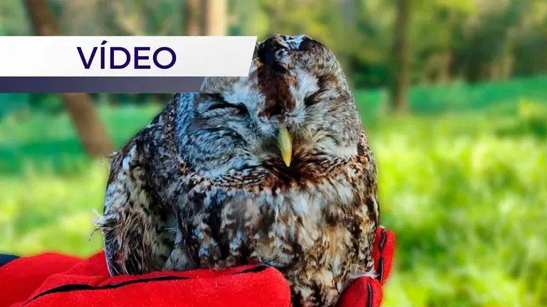 liberacion-buho-llanera