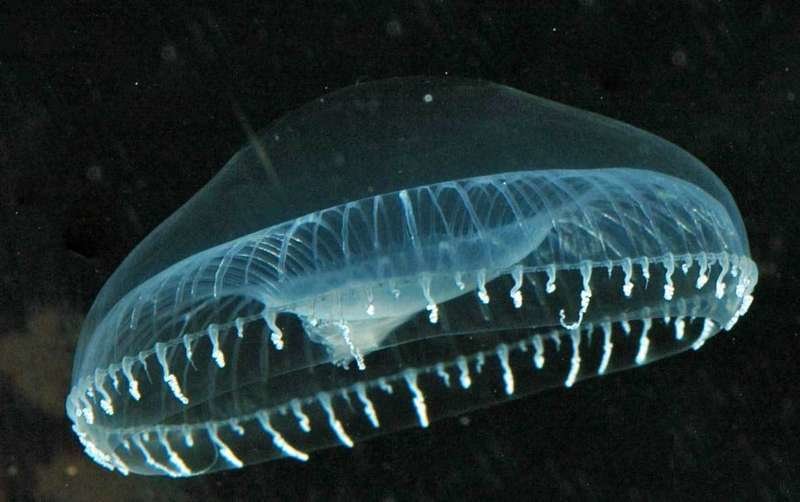 medusa-cantabrico.jpg
