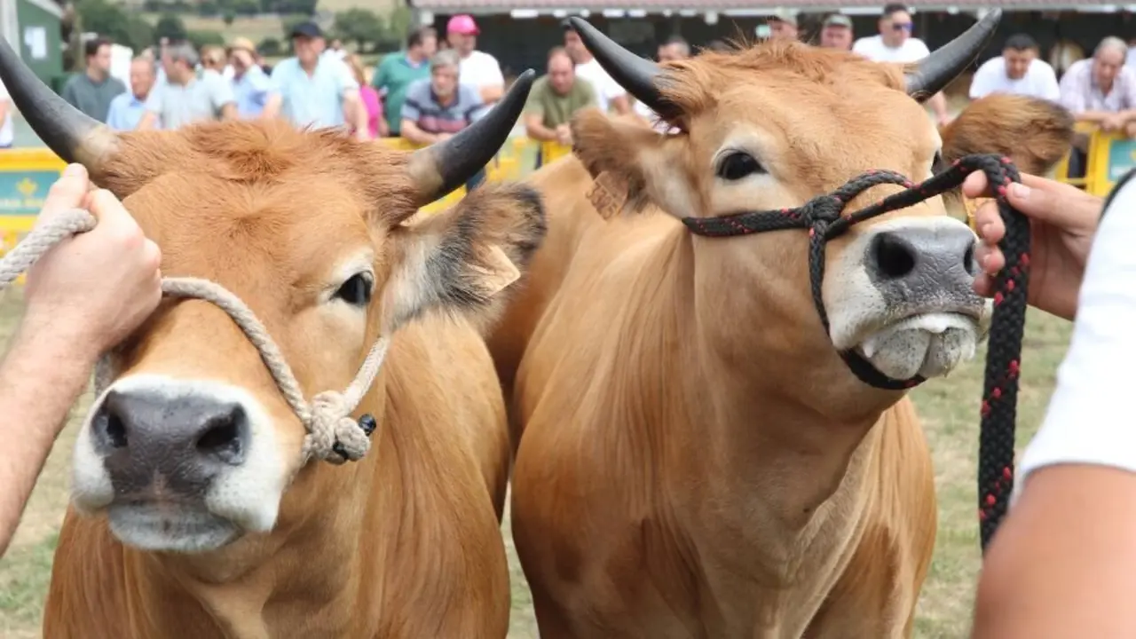 Comenz&oacute; en el Recinto Ferial de Llanera la &uacute;ltima gran cita del verano en el concejo