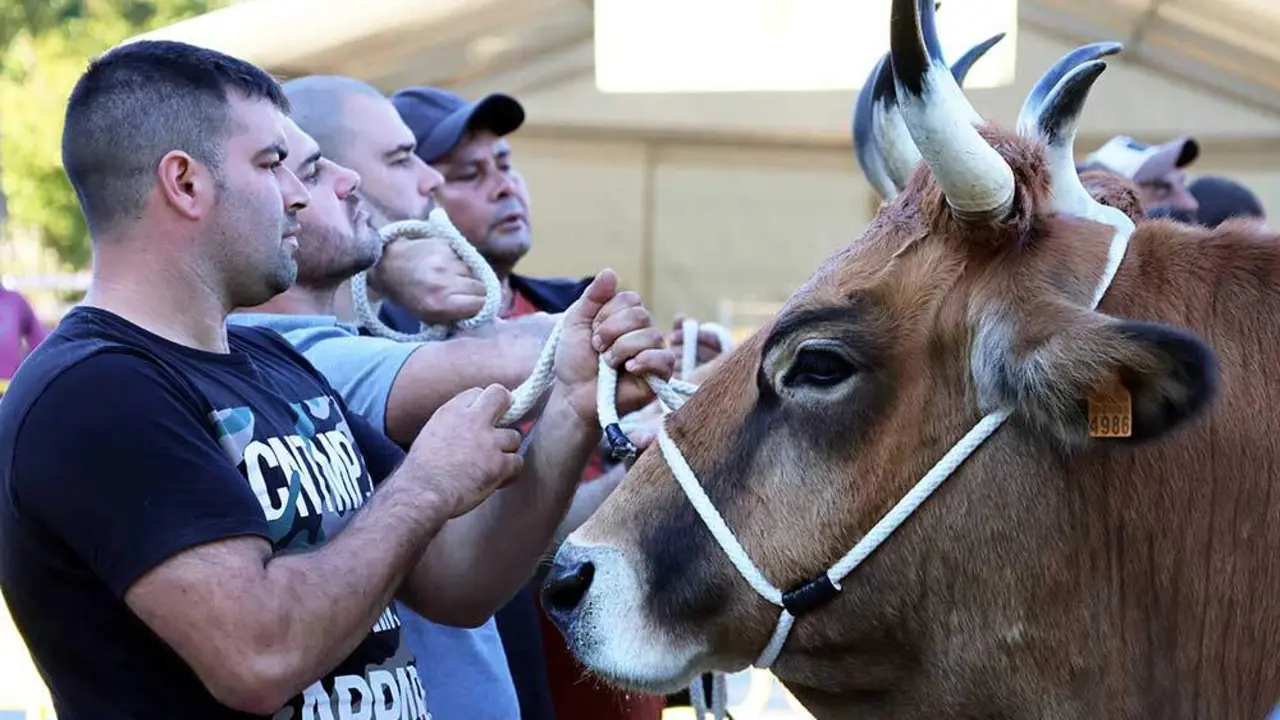 concurso-ganado-santa-teresa-infiesto-05