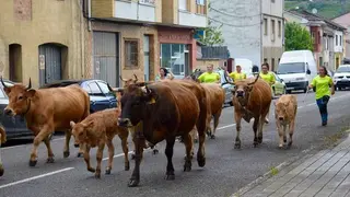 ganado-bimenes-penamayor-01