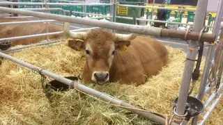 bueyes-casinos-alimerka