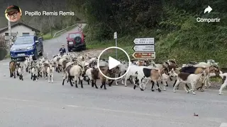 video-pepillo-cabras