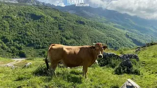 igp-ternera-asturiana-2021