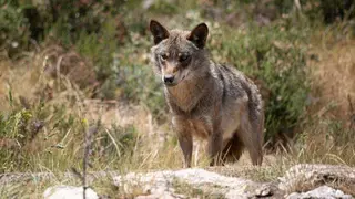manadas-lobo-asturias