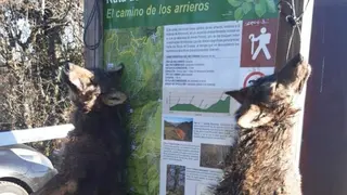 lobos-colgados-ponga