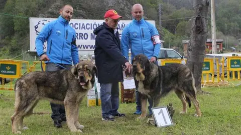 concurso-mastines-aballe-7.jpg
