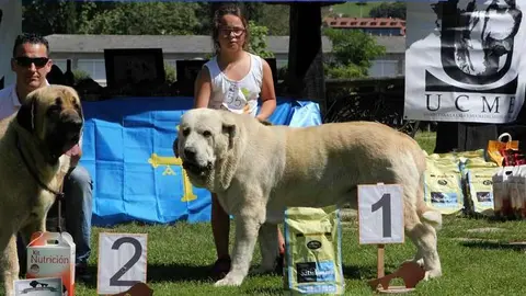 mastines-cangas-asame.jpg