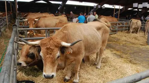 La consejer&iacute;a de Medio Rural cierra el Mercado de Ganado de Siero