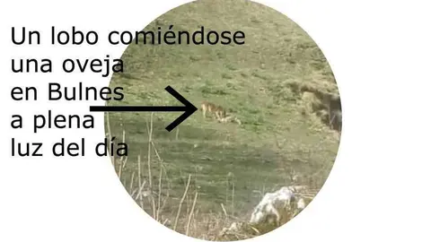 lobo-atacado-oveja-bulnes-cabrales.jpg