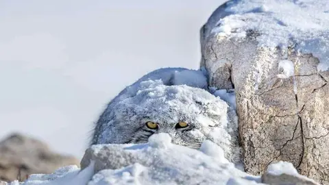 Peek-a-boo-Thomas-Vijayan