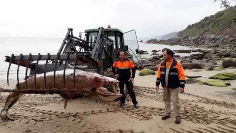 escualo-tazones-villaviciosa-03