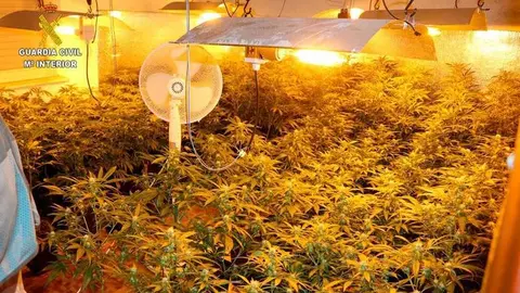 Marihuana-Langreo-(1)