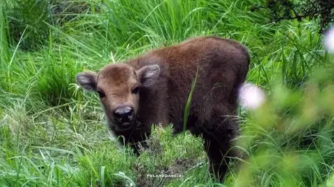 bisonte-europeo-riano-leono-02