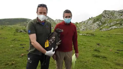 quebrantahuesos-picos-europa
