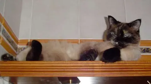 Luna-II-muere-en-Infiesto