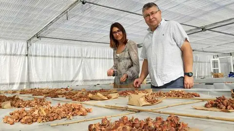 campa-ferreira-avellanas-serida