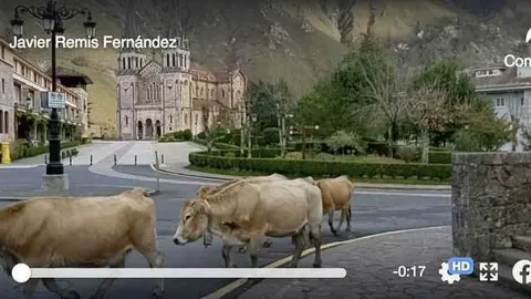 vacas-covadonga