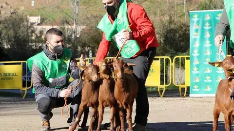 cabra-bermeya-nacional-18