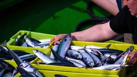 xarda-solidaria-llanes