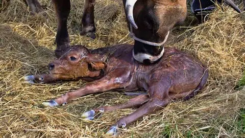 parto-vaca-feriona-corao-03