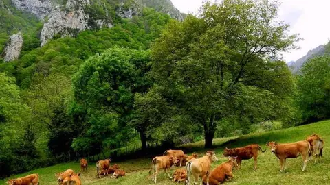 ganado-pastando-ponga