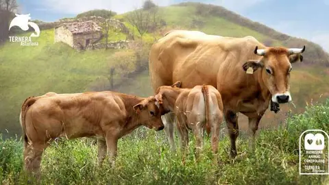 igp-ternera-asturiana-certificado