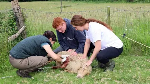 ataque-lobo-feleches-siero-04