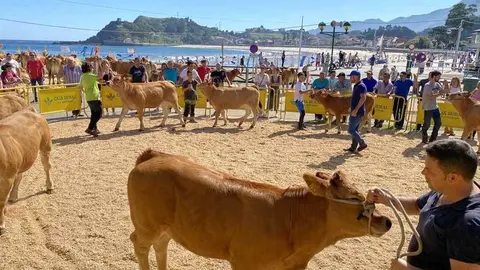 concurso-ganado-playa-ribadesella-06
