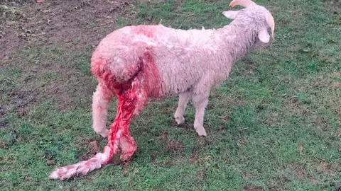 oveja-lobo-las-regueras-02