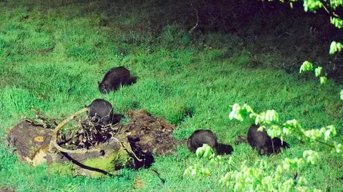 jabalies-arriondas-01