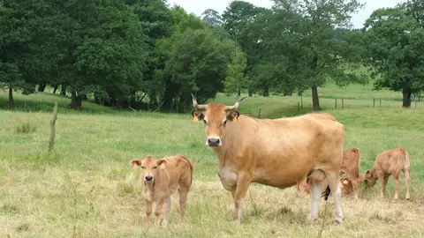 Autor: ASEAVA A&ntilde;o: 2004 Sexo: Hembra