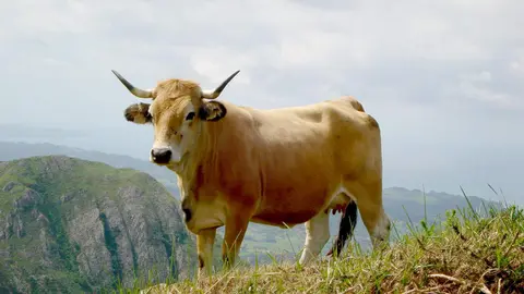 Autor:  ASEAMO. A&ntilde;o: 2011. Sexo: Hembra.