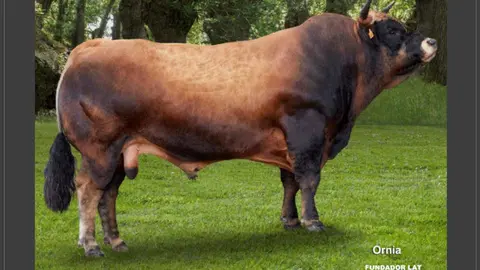 Cartel Concurso Subasta Ganado Cangas del Narcea