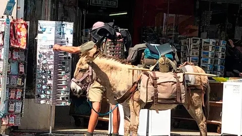 turista-burro-llanes-03