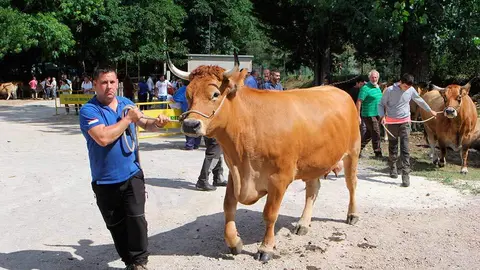 concurso-ganado-arriondas-14