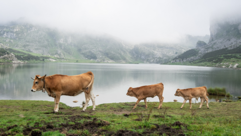 servicio-aviso-danos-fauna-asturias