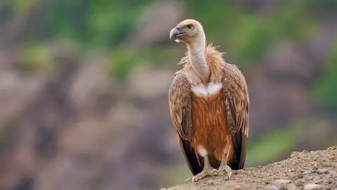 buitre-gps-norma-abandono-carrona