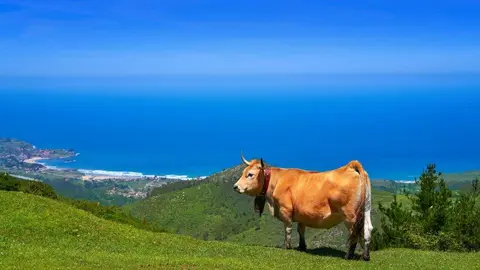 enfermedad-zootica-vacuno-asturias