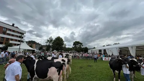 certamen-ganado-portal-15