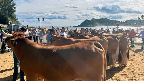 concurso-ganados-playa-ribadesella-2023-05