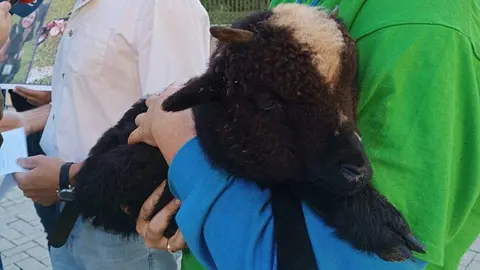asturias-ganadera-lobo